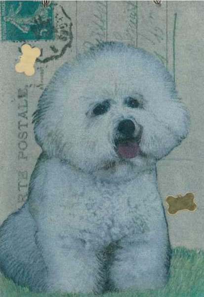 Bichon Frise